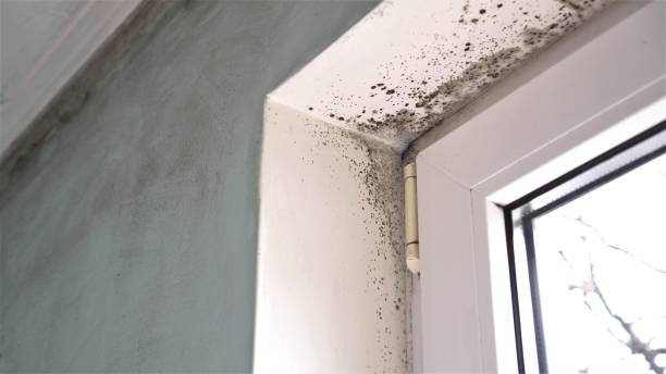 Mold Removal and Inspection in Thomasville, NC