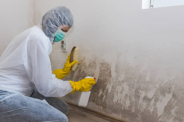 Best Same-Day Mold Removal  in Thomasville, NC