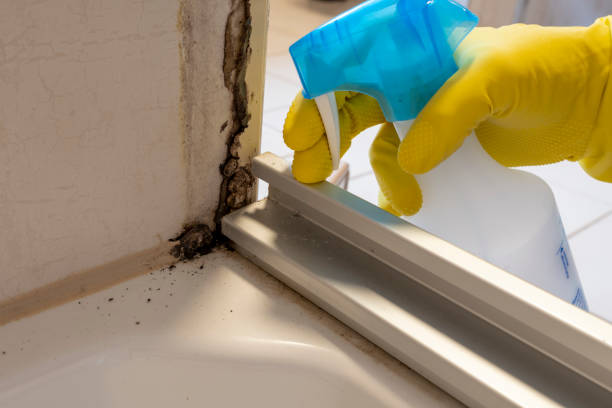 Best Local Mold Removal Service  in Thomasville, NC