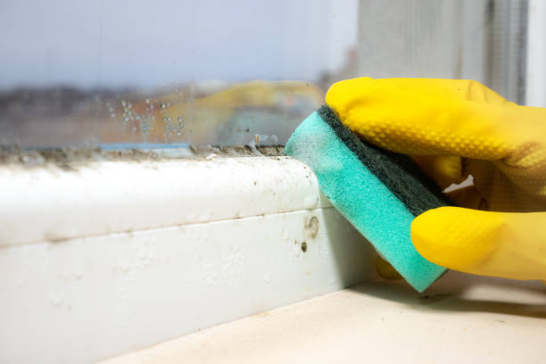 Best Local Mold Removal Service  in Thomasville, NC