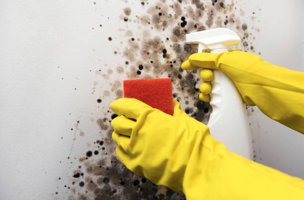 Reliable Thomasville, NC Mold Removal Solutions