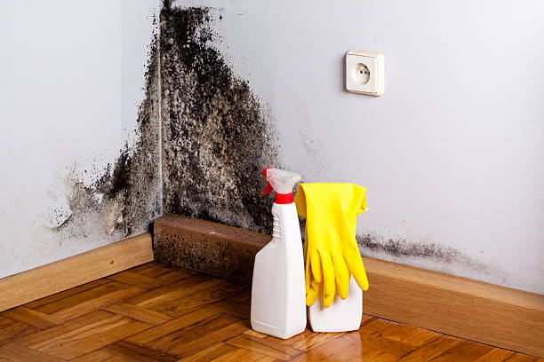 Best Emergency Mold Removal  in Thomasville, NC