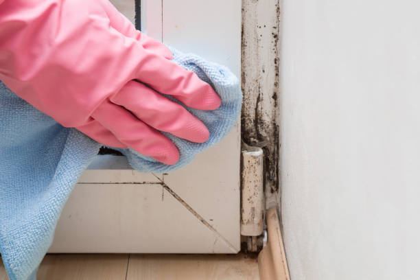 Best Mold Cleaning Services  in Thomasville, NC